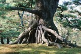 Kanazawa, zahrada Kenrokuen