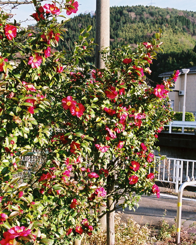 Tsurugi, kvetoucí kamélie na Boží hod vánoční