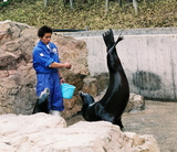 10.3. 2007, Ishikawská ZOO, lachtan s cvičitelem