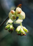 26.3. 2007, <em>Corylopsis Pauciflora Sieb. et Zucc.</em> u JAISTu