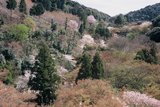 5.4. 2007 - Kjóto, chrám Kiyomizu-dera, údolí trochu víc zeširoka