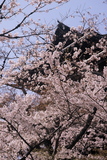 5.4. 2007 - Kjóto, chrám Kiyomizu-dera, sakur není nikdy dost