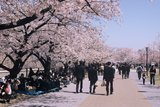 6.4. 2007 - Ósaka, park u hradu, ohanami a ohanami