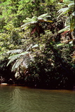 1.7.2007 - Iriomote-jima, řeka Urauči