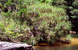 1.7.2007 - Iriomote-jima, řeka Urauči