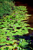 2.7. 2007 - Iriomote-jima (Yubu-jima), botanická zahrada