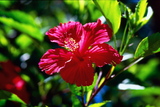 2.7. 2007 - Iriomote-jima (Yubu-jima), botanická zahrada, ibišek