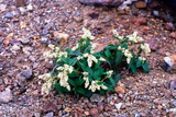 11.7. 2007 - Hokkaido, Meakan-dake (1499m), <em>hime iwatade</em>, čili <em>Polygonum ajanense</em>, čili nějaké rdesno