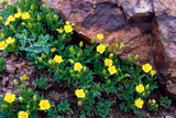 11.7. 2007 - Hokkaido, Meakan-dake (1499m), <em>Meakan kinbai</em>, čili <em>Potentilla miyabei</em>, čili mochna meakanská