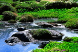 18.7. 2007 - Hókkaidó, Daisetsu-zan, horská zahrádka pod Tomuraushi-yamou (2141m)