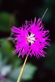 22.7. 2007 - Hókkaidó, Rebun-tó, <em>takane-nadeshiko</em>, čili <em>dianthus superbus</em>, čili hvozdík pyšný