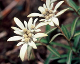 22.7. 2007 - Hókkaidó, Rebun-tó, <em>rebun-usuyukiso</em>, čili <em>leontopodium discolor</em>, čili protěž rebunská