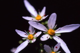 1.8. 2007 - Haku-san, <em>daimonjisou</em> čili <em>saxifraga fortunei</em>