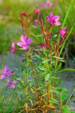 Vrbovka úzkolistá, anglicky se jí mimochodem říká <em>fireweed</em> a roste tu všude velmi hojně.