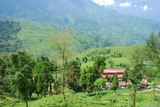 Darjeeling. Dnes jsem se zašel podívat na čajovou plantáž do Šťastného údolí (Happy Valley tea estate).