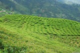 Darjeeling. Čajová plantáž.