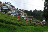 Darjeeling. Trhačky čajových lístků.